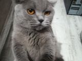 Mia Yeni̇ Sahibini  Ariyor