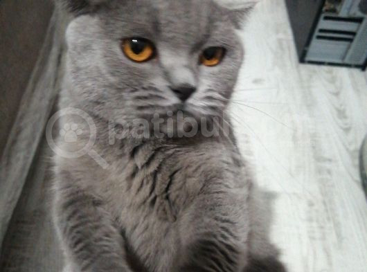 Mia Yeni̇ Sahibini  Ariyor görsel