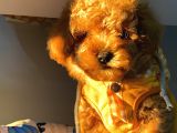 Son Iki Toy Poodle Bebek
