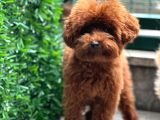 Son iki toy poodle bebek