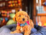 En akıllı apartman köpeği a SCRLİ toy poodle