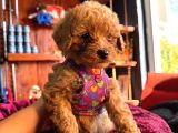 En Akıllı Apartman Köpeği A Scrli̇ Toy Poodle