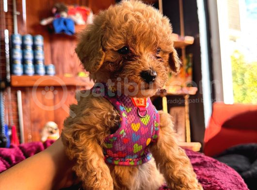 En Akıllı Apartman Köpeği A Scrli̇ Toy Poodle görsel