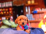 En Akıllı Apartman Köpeği A Scrli̇ Toy Poodle