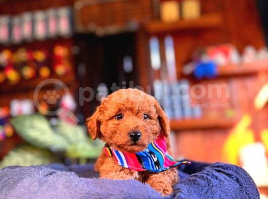 En Akıllı Apartman Köpeği A Scrli̇ Toy Poodle görsel