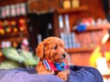 En Akıllı Apartman Köpeği A Scrli̇ Toy Poodle