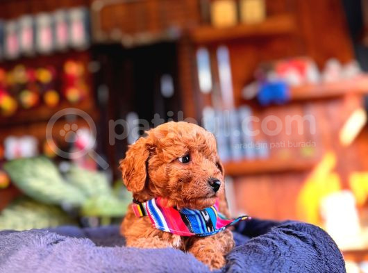 En Akıllı Apartman Köpeği A Scrli̇ Toy Poodle görsel