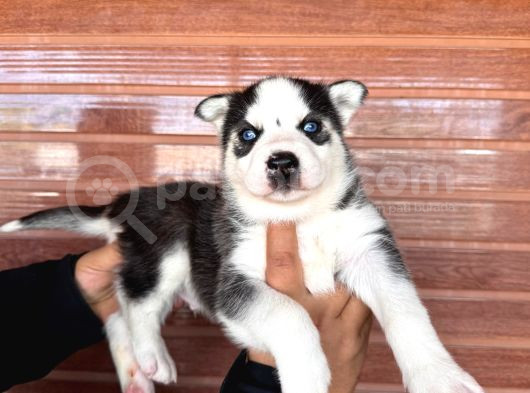 Masmavi Gözleriyle Husky Sibirya Kurdu Yavrularımız