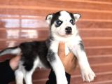 Masmavi Gözleriyle Husky Sibirya Kurdu Yavrularımız