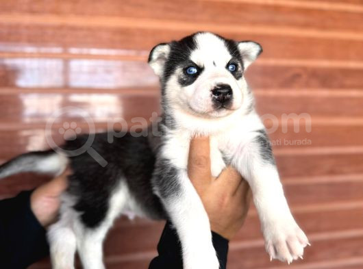 Masmavi Gözleriyle Husky Sibirya Kurdu Yavrularımız görsel