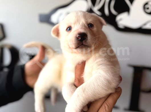 Masmavi Gözleriyle Husky Sibirya Kurdu Yavrularımız görsel