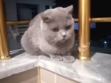 Mia Yeni̇ Sahibini  Ariyor