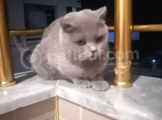 Mia Yeni̇ Sahibini  Ariyor görsel