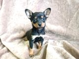 Minyatür Pinscher Yavrular