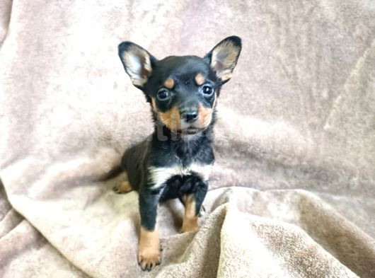 Minyatür Pinscher Yavrular görsel