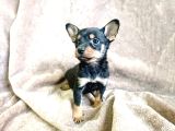 Minyatür Pinscher Yavrular