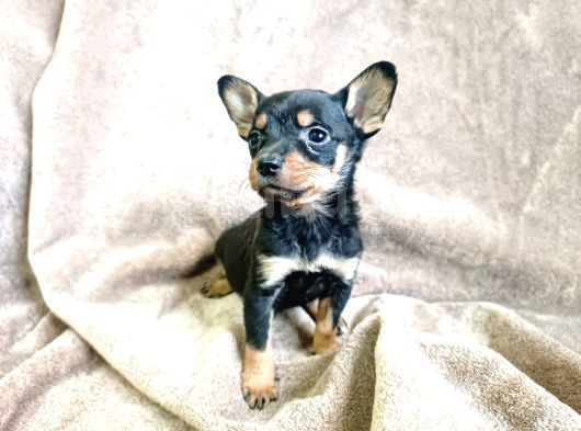 Minyatür Pinscher Yavrular görsel