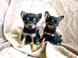 Minyatür Pinscher Yavrular