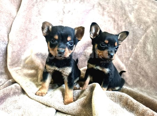 Minyatür Pinscher Yavrular