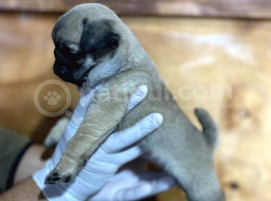 Pug Mops Yavrular görsel