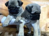 Pug mops yavrular