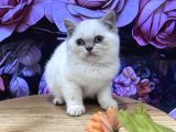 Efsane Güzellikte Ayıcık Suratlı Bebekler