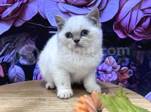 Efsane Güzellikte Ayıcık Suratlı Bebekler görsel