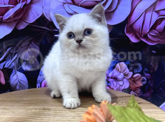 Efsane Güzellikte Ayıcık Suratlı Bebekler görsel