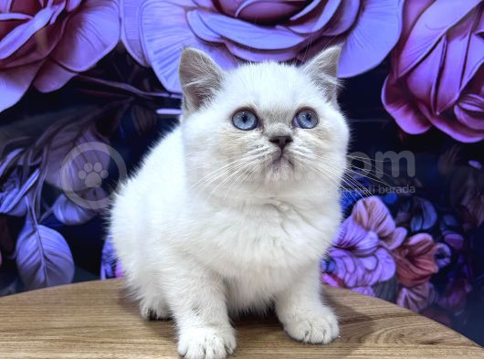 Efsane Güzellikte Ayıcık Suratlı Bebekler görsel