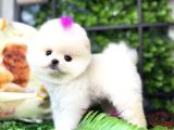Kore Teacup Pomeranian Boo