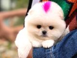 Kore Teacup Pomeranian Boo