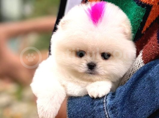 Kore Teacup Pomeranian Boo görsel