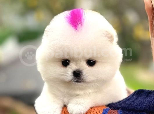 Kore Teacup Pomeranian Boo görsel