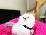 Eşsiz Güzellikte Scottish Longhair Silver Point