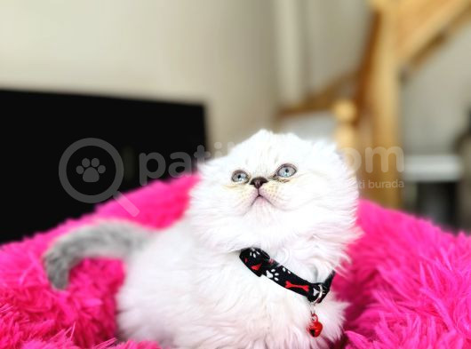 Eşsiz Güzellikte Scottish Longhair Silver Point görsel