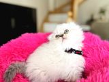Eşsiz Güzellikte Scottish Longhair Silver Point