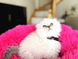 Eşsiz Güzellikte Scottish Longhair Silver Point