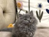 Ayi Surat Tesli̇me Hazir Güzelli̇k Bri̇ti̇sh Longhai̇r Yavru