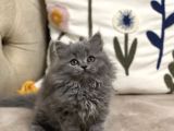 AYI SURAT TESLİME HAZIR GÜZELLİK BRİTİSH LONGHAİR YAVRU