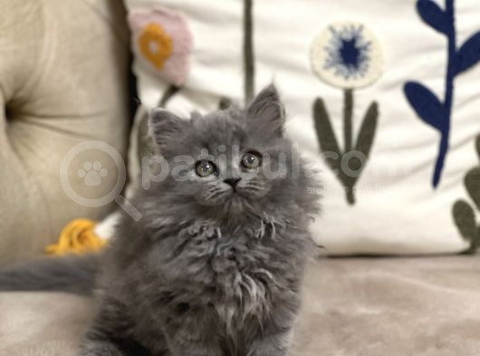 Ayi Surat Tesli̇me Hazir Güzelli̇k Bri̇ti̇sh Longhai̇r Yavru