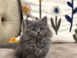 Ayi Surat Tesli̇me Hazir Güzelli̇k Bri̇ti̇sh Longhai̇r Yavru