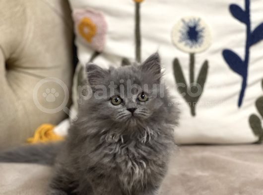 Ayi Surat Tesli̇me Hazir Güzelli̇k Bri̇ti̇sh Longhai̇r Yavru görsel