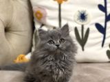 Ayi Surat Tesli̇me Hazir Güzelli̇k Bri̇ti̇sh Longhai̇r Yavru