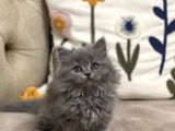 Ayi Surat Tesli̇me Hazir Güzelli̇k Bri̇ti̇sh Longhai̇r Yavru