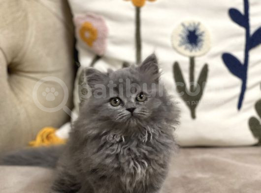 Ayi Surat Tesli̇me Hazir Güzelli̇k Bri̇ti̇sh Longhai̇r Yavru görsel