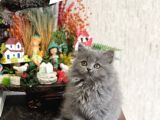 Muhteşem Güzelli̇kte Bri̇ti̇sh Longhai̇r Yavrum