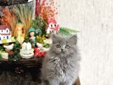 Muhteşem Güzelli̇kte Bri̇ti̇sh Longhai̇r Yavrum