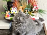 MUHTEŞEM GÜZELLİKTE BRİTİSH LONGHAİR YAVRUM
