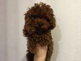 Kore Poodle Kızımın Yavruları