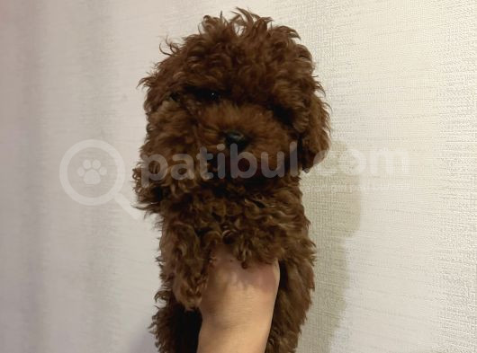 Kore Poodle Kızımın Yavruları görsel